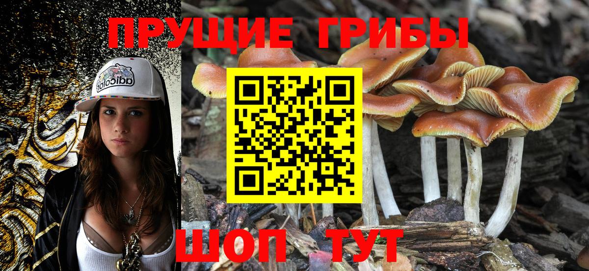 Галлюциногенные грибы Psilocybine cubensis Железногорск